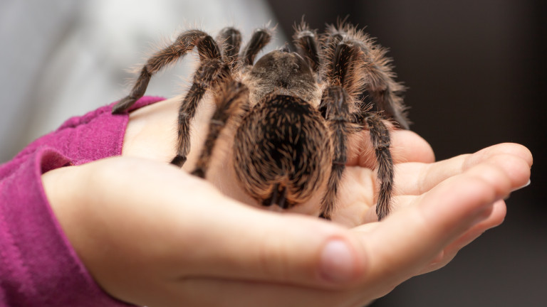 Big hairy tarantula